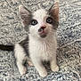 Mira participe au concours pour gagner de l'argent avec cette photo : kitten, cat, animal, pet, feline, cute, fluffy, white, grey, young, fur, whiskers, ears, eyes, sitting, indoor, blanket, texture, closeup, adorable