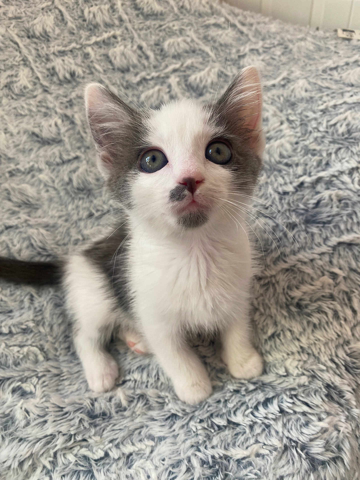 Mira participe au concours pour gagner de l'argent avec cette photo : kitten, cat, animal, pet, feline, cute, fluffy, white, grey, young, fur, whiskers, ears, eyes, sitting, indoor, blanket, texture, closeup, adorable