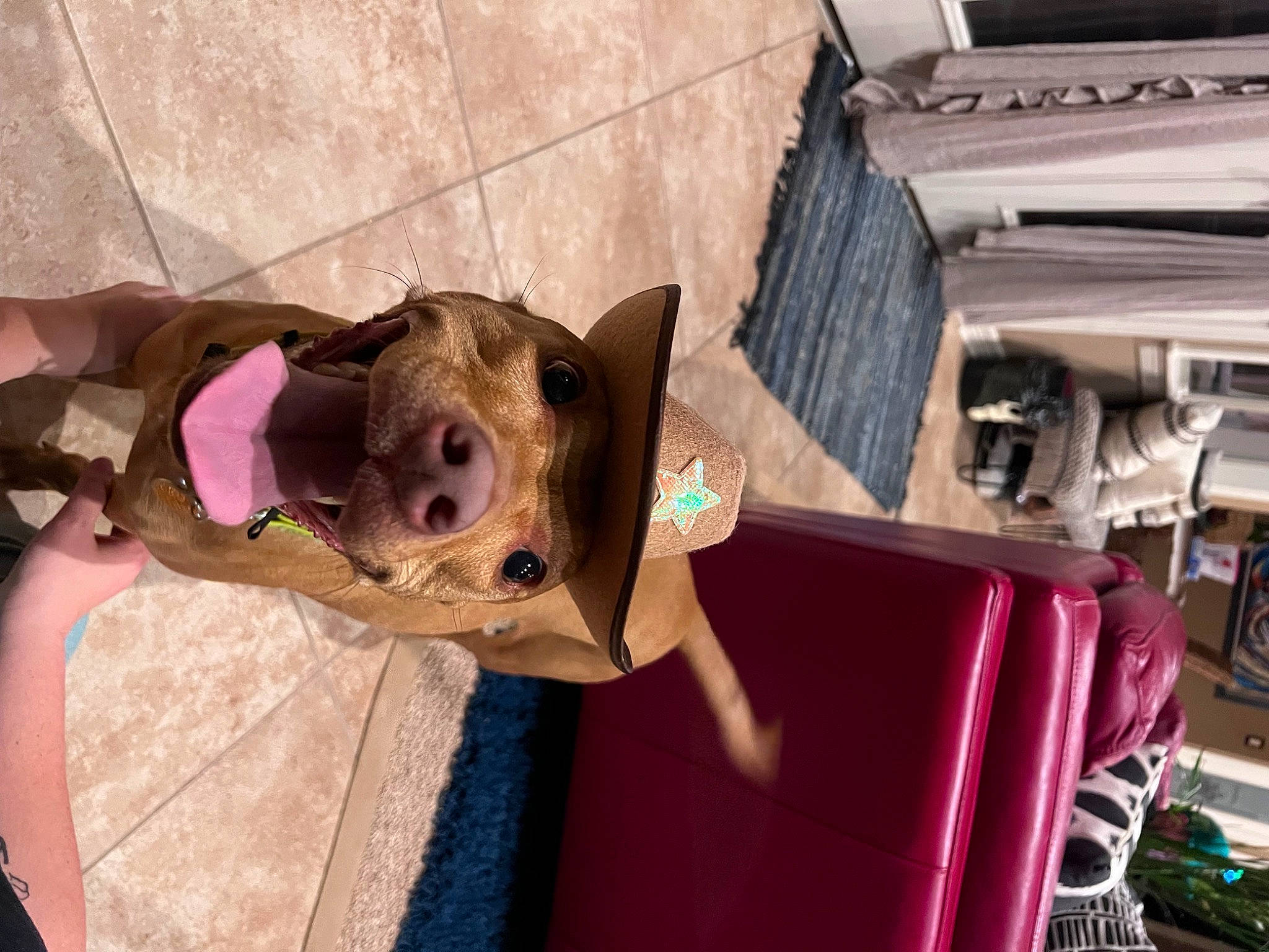 Kira joined the competition — help win amazing prizes! building, canidae, carnivore, collar, companion_dog, dog, dog_breed, fawn, felidae, fur, magenta, wood, working_animal