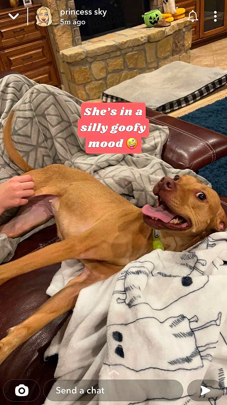 Kira joined the competition — help win amazing prizes! canidae, carnivore, comfort, companion_dog, dog, dog_breed, dog_supply, fawn, fur, linens, liver, mammal, snout, sporting_group, stethoscope, terrestrial_animal, vertebrate, whiskers, working_animal