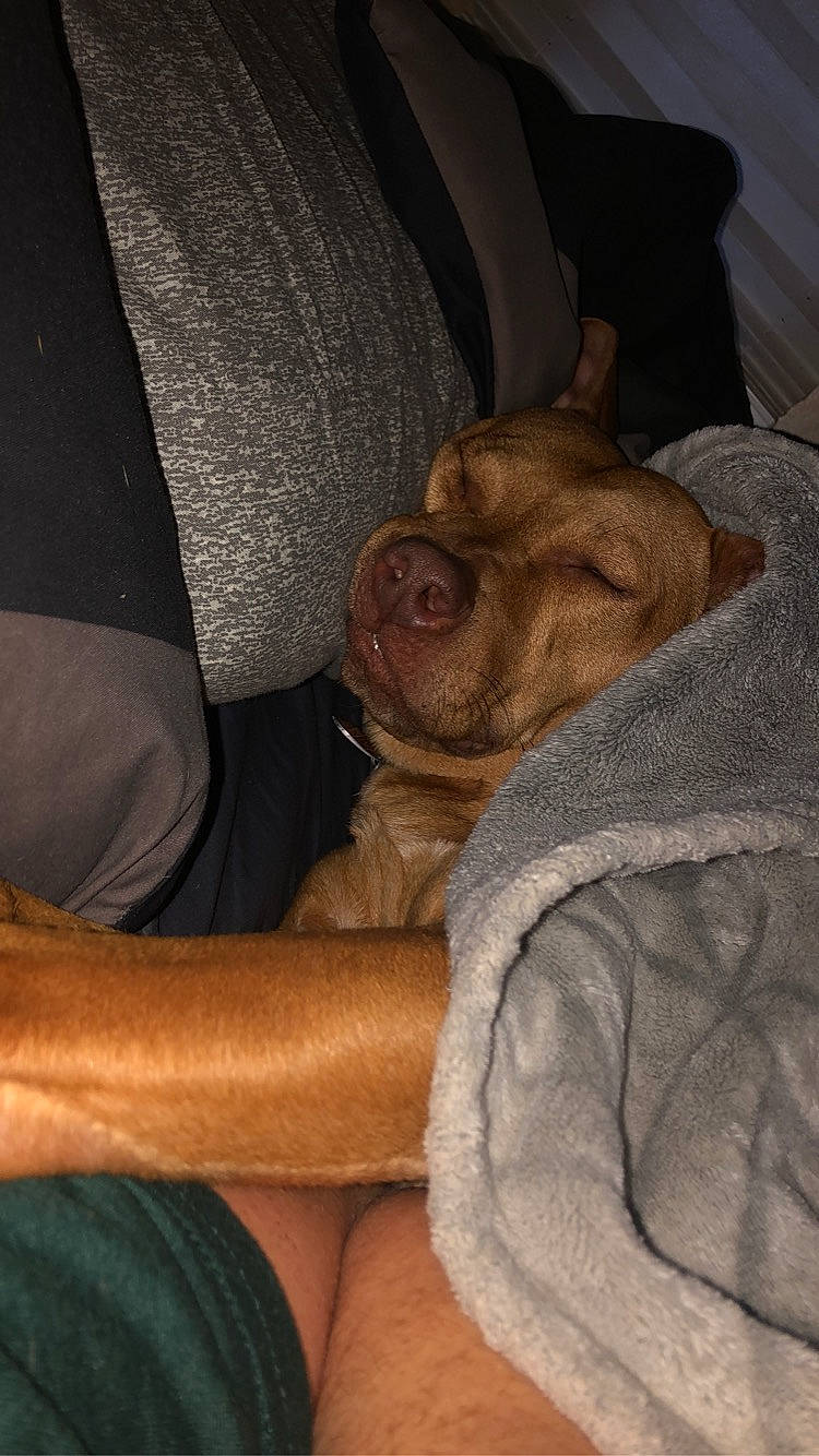 Kira joined the competition — help win amazing prizes! abdomen, car_seat, chest, comfort, companion_dog, dog_breed, elbow, finger, flesh, fur, human_leg, joint, knee, lap, linens, nap, seat_belt, sitting, thigh, wrinkle