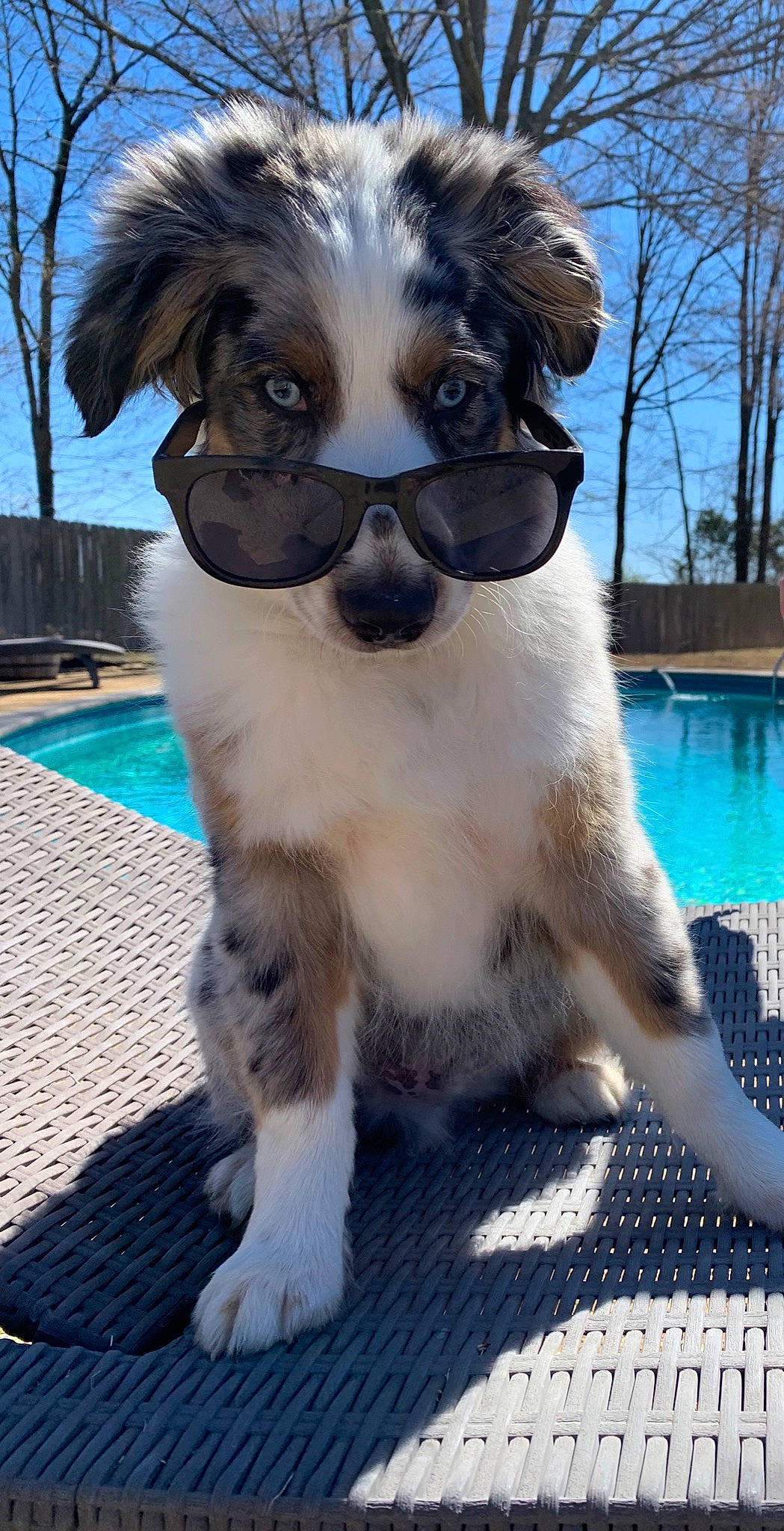 Hunter is registered to the contest to win money with this photo: australian_shepherd, border_collie, canidae, carnivore, companion_dog, dog, dog_breed, mammal, miniature_australian_shepherd, moscow_watchdog, phalene, puppy, rare_breed_dog, snout, sporting_group, stabyhoun, tornjak, vertebrate