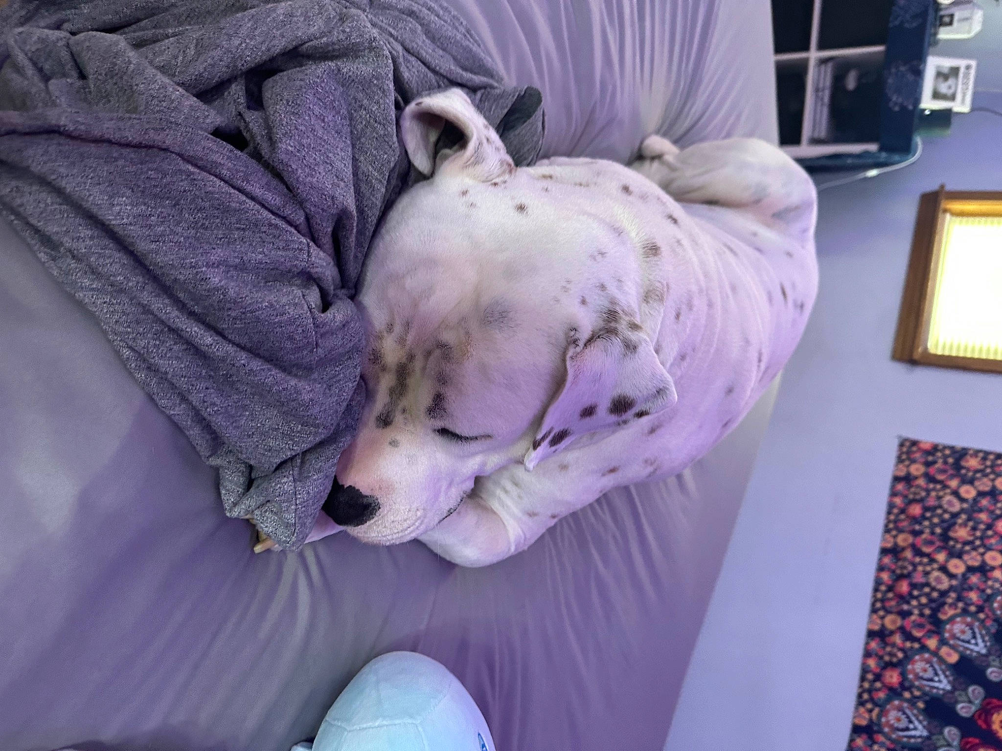 Dino joined the competition — help win amazing prizes! art, bull_terrier, canidae, carnivore, comfort, companion_dog, dog, dog_breed, fawn, guard_dog, linens, non_sporting_group, picture_frame, puppy, purple, snout, sporting_group, terrestrial_animal, toy_dog, whiskers