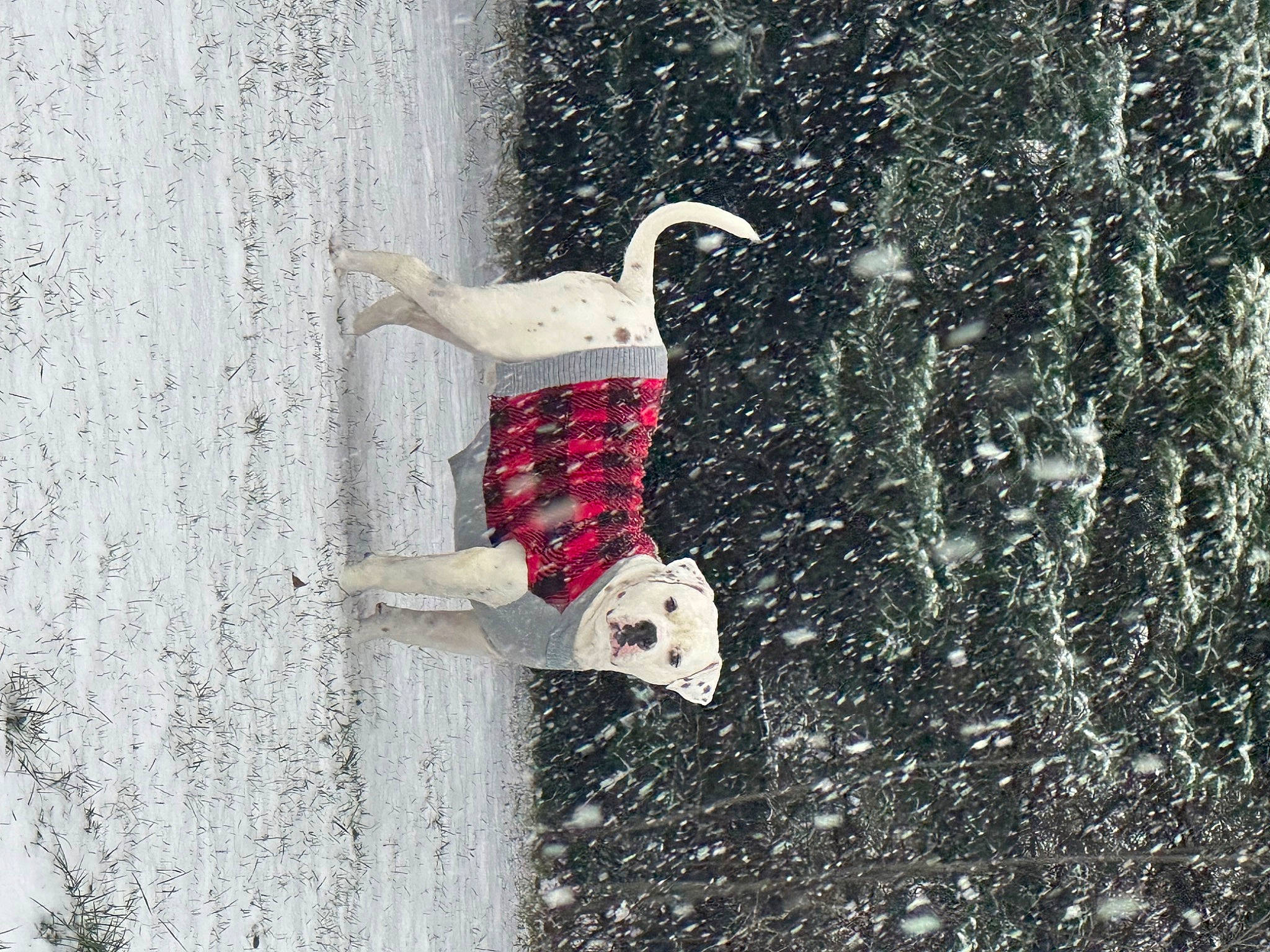 Dino is registered to the contest to win money with this photo: asphalt, carmine, concrete, font, grass, grey, leisure, plant, recreation, rectangle, road_surface, shadow, sidewalk, soil, tree, water, winter, wood