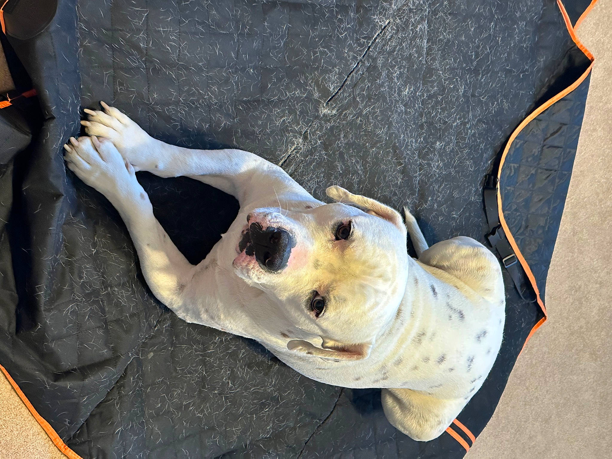 Dino joined the competition — help win amazing prizes! art, canidae, carmine, carnivore, companion_dog, dog, dog_breed, dog_collar, fawn, foot, human_leg, jaw, leash, metal, sculpture, snout, sporting_group, toy, wood, working_animal