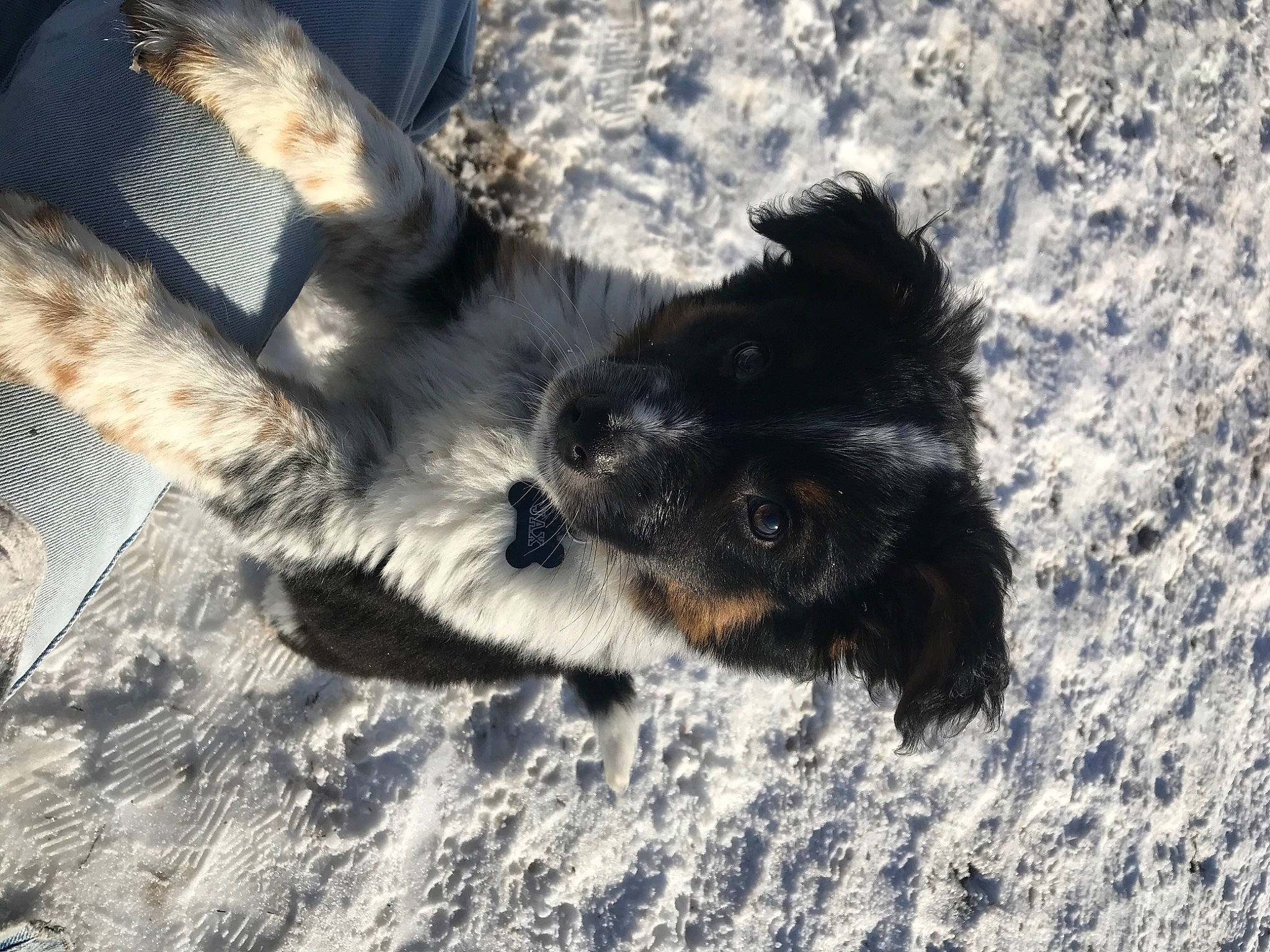 Jax joined the competition — help win amazing prizes! canidae, carnivore, claw, companion_dog, dog, dog_breed, fawn, felidae, foot, fur, golden_retriever, paw, puppy, small_to_medium_sized_cats, snout, soil, sporting_group, tail, terrestrial_animal, whiskers