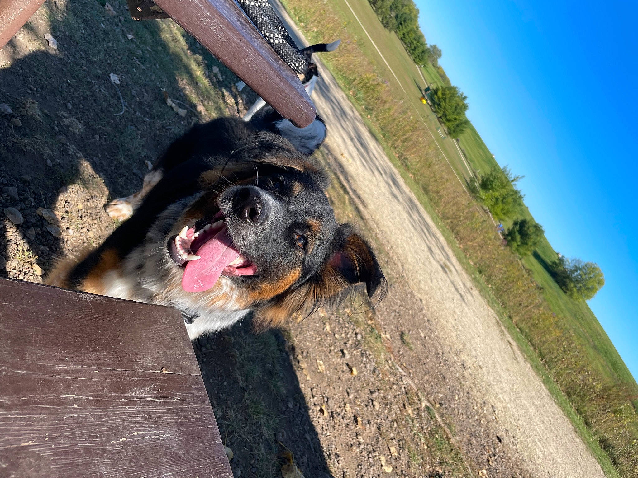 Jax is registered to the contest to win money with this photo: automotive_tire, canidae, carnivore, companion_dog, dog, dog_breed, dog_collar, fawn, guard_dog, landscape, leash, paw, plant, road, sky, snout, sporting_group, travel, tree, working_animal