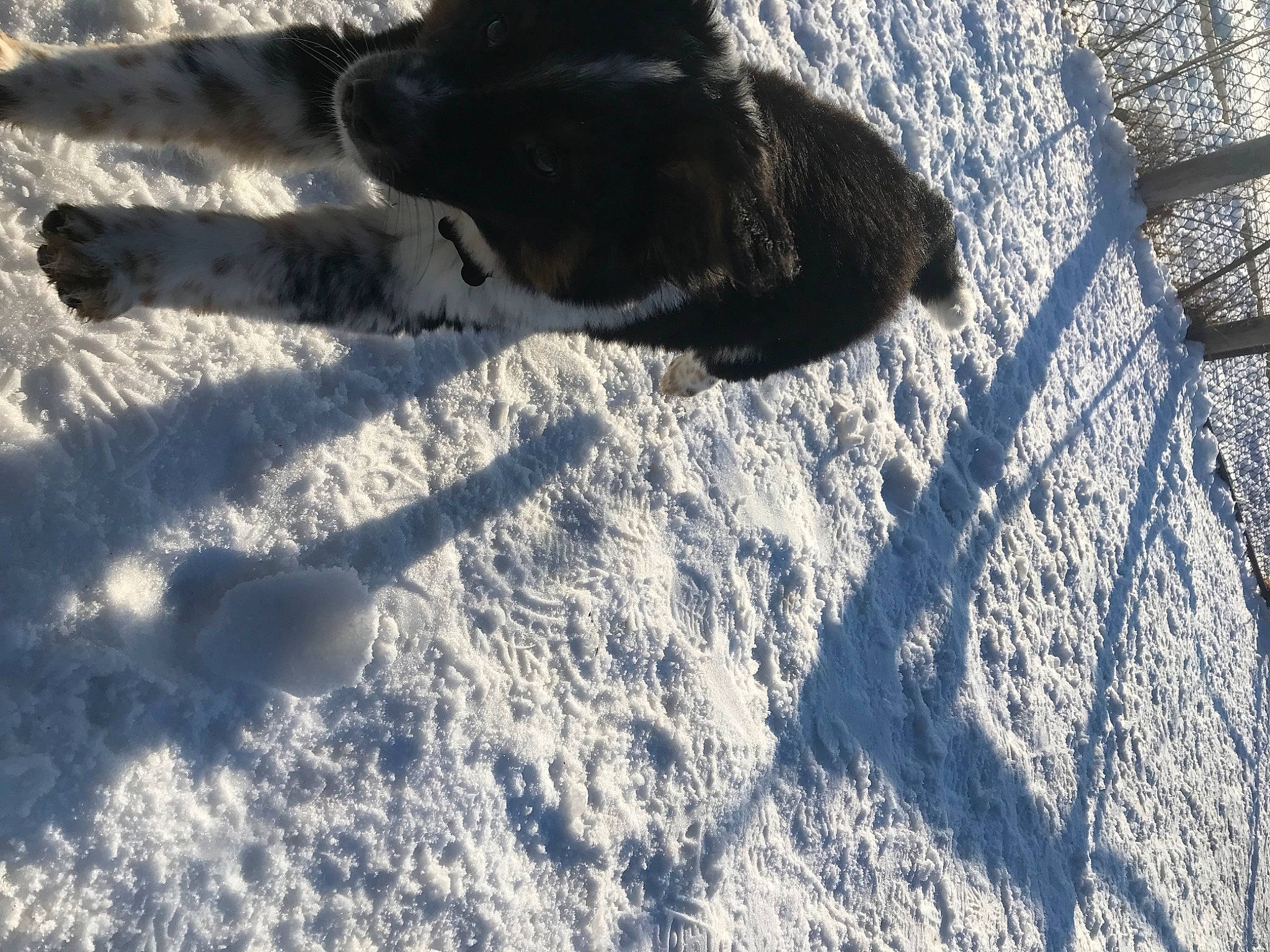 Jax is registered to the contest to win money with this photo: canidae, carnivore, dog, dog_breed, electric_blue, footprint, freezing, frost, fur, mammal, precipitation, shadow, slope, snout, snow, sporting_group, tail, tints_and_shades, vertebrate, winter