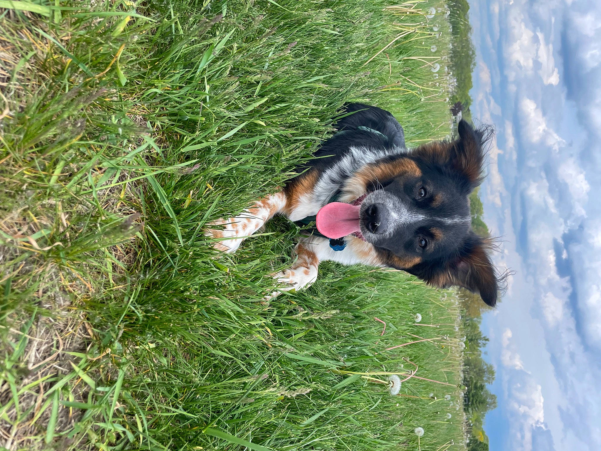 Jax joined the competition — help win amazing prizes! carnivore, cloud, companion_dog, dog, dog_breed, grass, grassland, groundcover, guard_dog, herding_dog, lawn, old_german_shepherd_dog, plant, sky, sporting_group, tail, terrier, tree, working_animal, working_dog