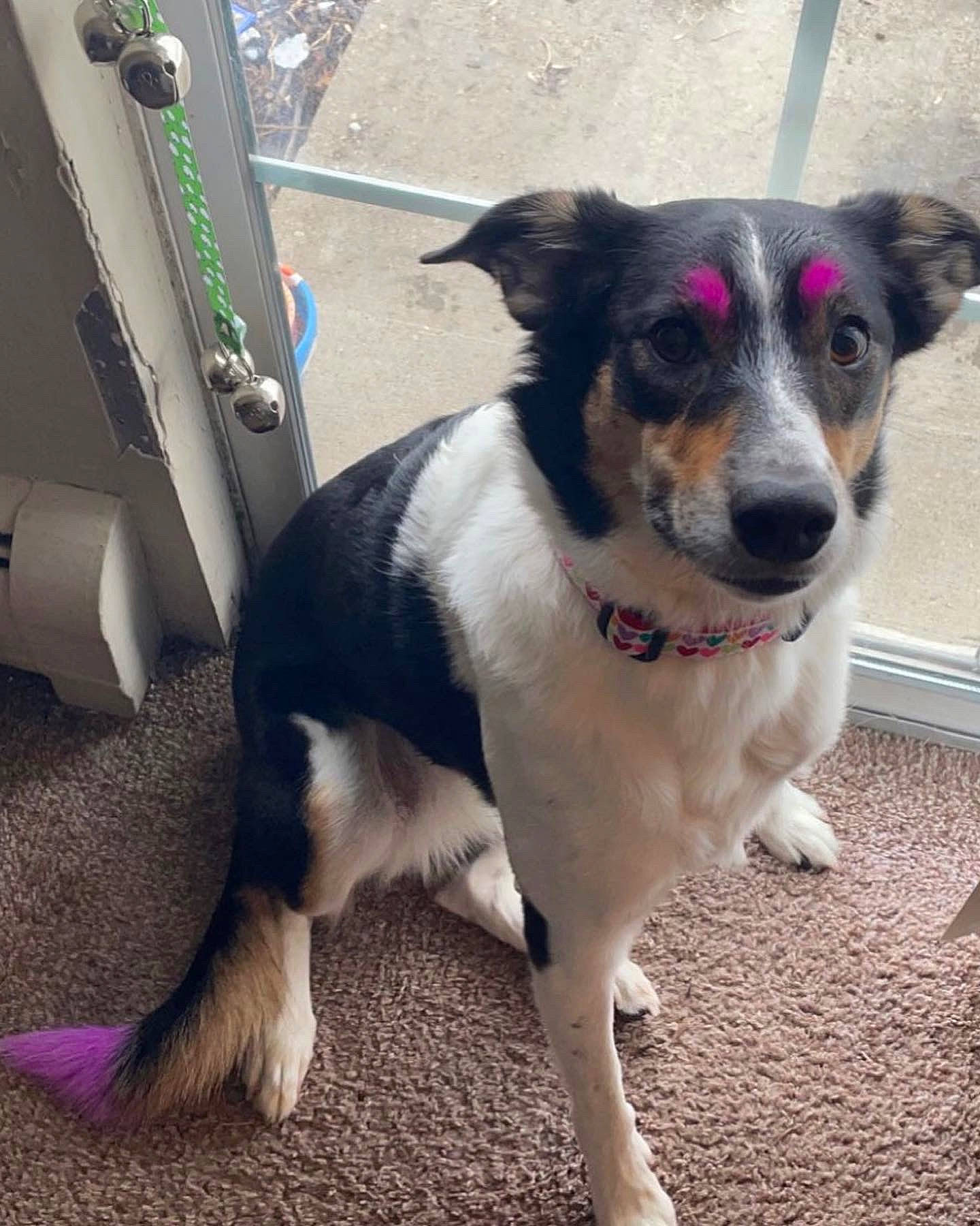 Athena joined the competition — help win amazing prizes! canidae, carnivore, collar, companion_dog, dog, dog_breed, dog_collar, door, fur, leash, plant, snout, sporting_group, whiskers, working_animal, working_dog