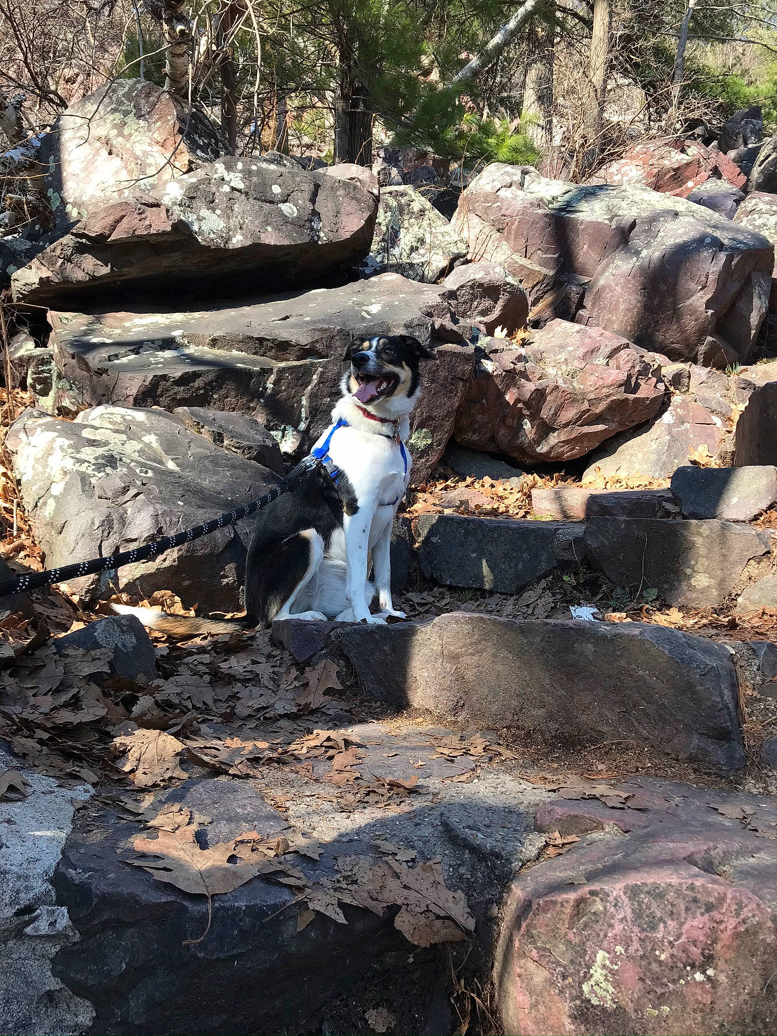 Athena joined the competition — help win amazing prizes! beak, bedrock, body_of_water, carnivore, dog, fawn, forest, formation, geological_phenomenon, jungle, landscape, leisure, natural_landscape, outcrop, plant, stream, tree, trunk, watercourse, wood