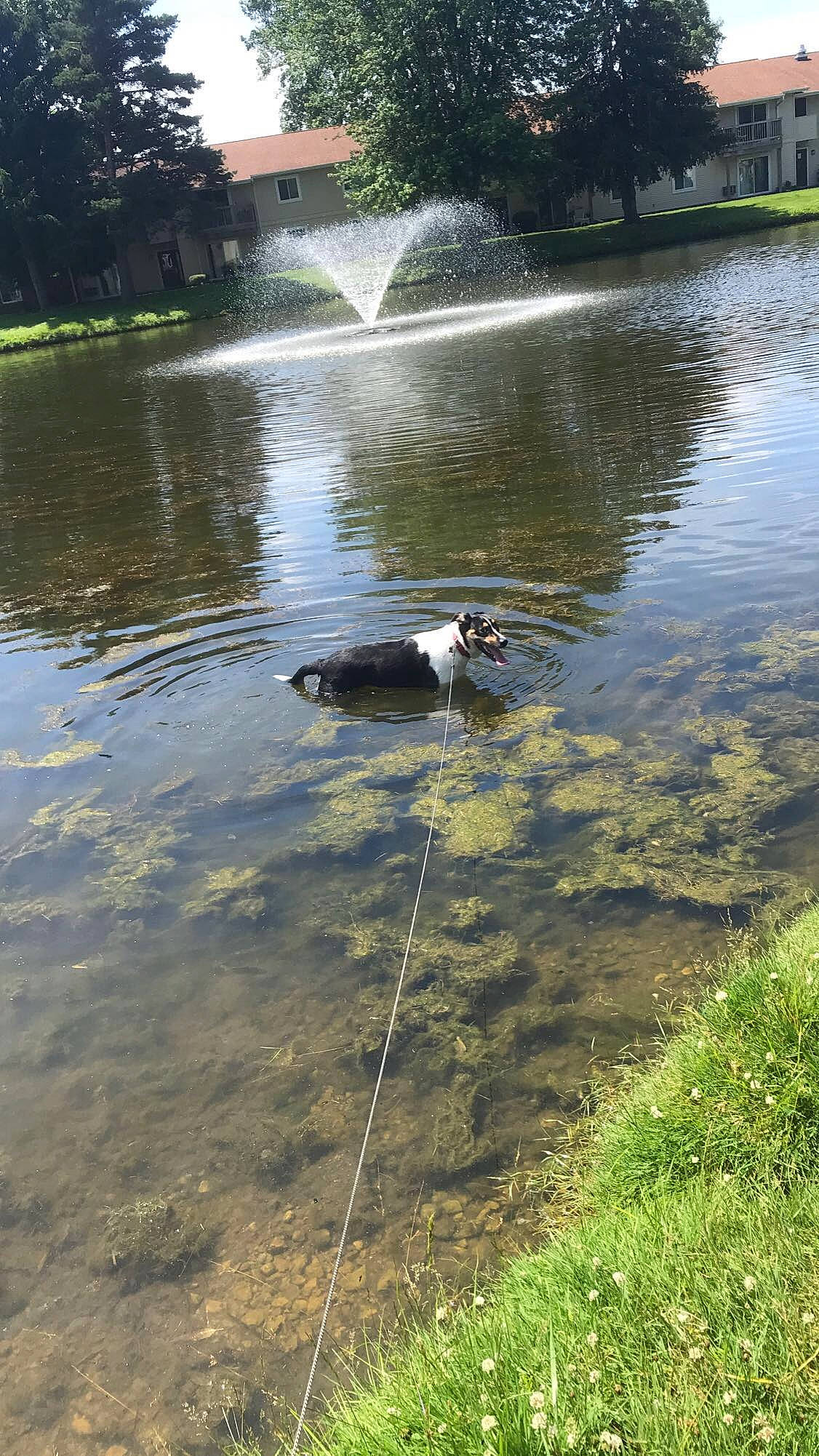 Athena is registered to the contest to win money with this photo: bank, body_of_water, botany, building, carnivore, dog, dog_breed, grass, lacustrine_plain, lake, leaf, natural_landscape, nature, plant, tree, vegetation, water, water_resources, watercourse, working_animal