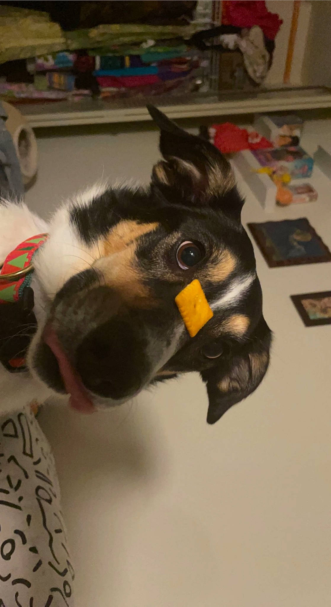 Athena is registered to the contest to win money with this photo: canidae, carnivore, claw, dog, dog_breed, ear, fawn, felidae, fur, goat, picture_frame, plush, small_to_medium_sized_cats, snout, sporting_group, stuffed_toy, toy, wheel, whiskers, working_animal