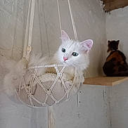 Milka participe au concours pour gagner de l'argent avec cette photo : animal, calico_cat, cat, cozy, cute, domestic, feline, fur, hanging_bed, indoor, macrame, pets, relaxed, resting, shelf, texture, two_cats, wall, white_cat, wood
