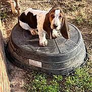 Fred joined the competition — help win amazing prizes! animal, basset_hound, brown_and_white, cute, dog, ears, fence, grass, leash, looking_up, nature, outdoor, pet, plastic_container, puppy, shadow, soil, sunlight, yard, young_dog