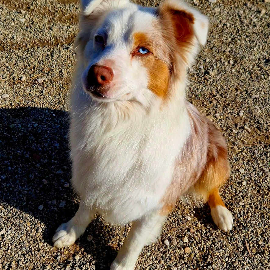 Stella
