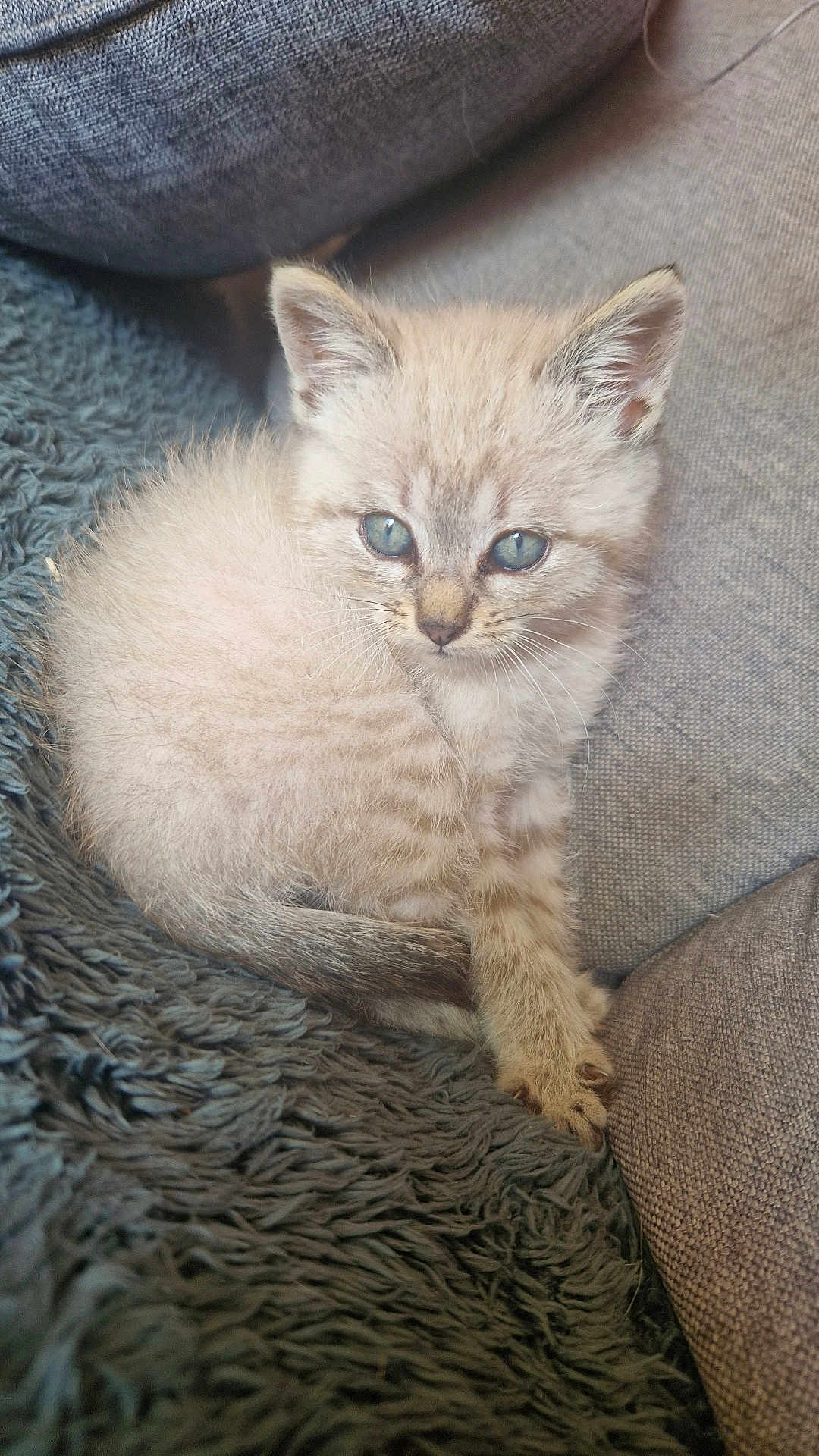 Coco