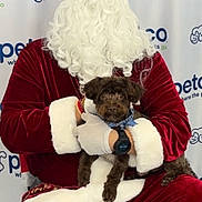 Lucki is registered to the contest to win money with this photo: santa_claus, dog, petco, holiday, beard, red_suit, white_fur, bandana, pet, chair, indoor, smiling, person, costume, festive, celebration, background, watch, holding, fur