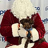 santa_claus, dog, petco, holiday, beard, red_suit, white_fur, bandana, pet, chair, indoor, smiling, person, costume, festive, celebration, background, watch, holding, fur