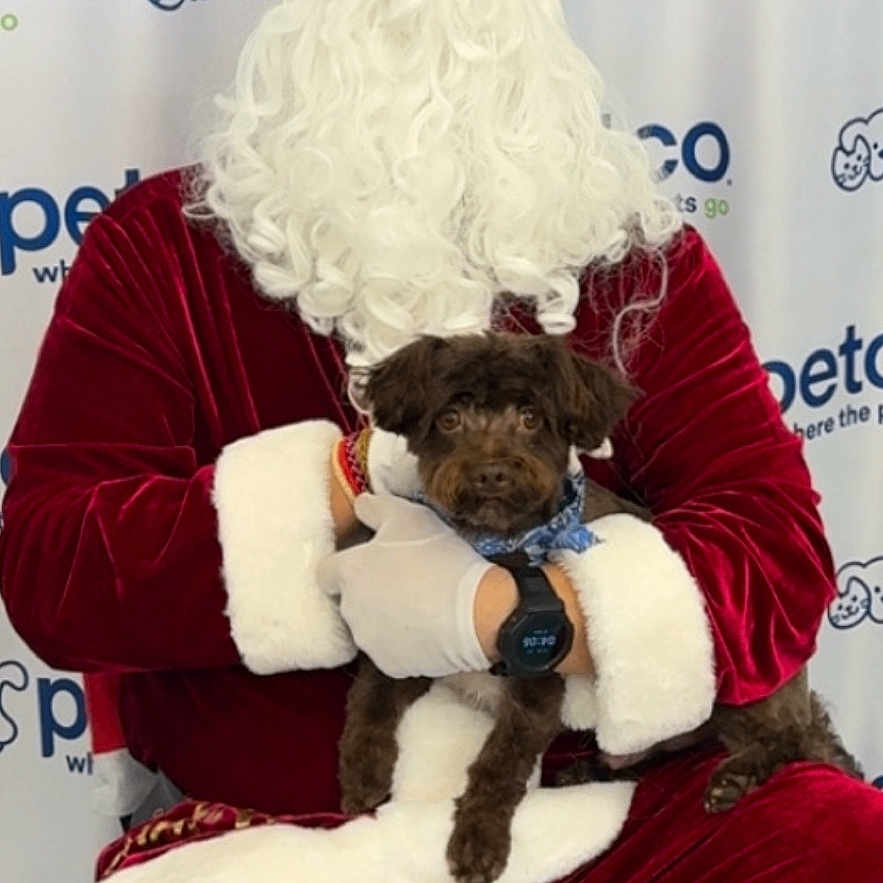 Lucki is registered to the contest to win money with this photo: santa_claus, dog, petco, holiday, beard, red_suit, white_fur, bandana, pet, chair, indoor, smiling, person, costume, festive, celebration, background, watch, holding, fur