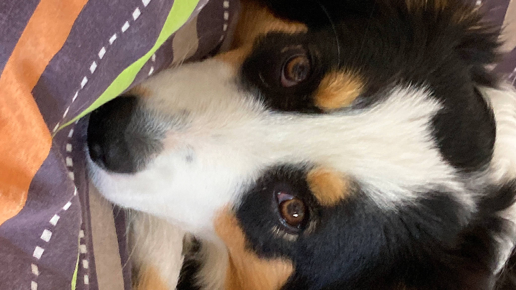 Diva participe au concours pour gagner de l'argent avec cette photo : bernese_mountain_dog, canidae, carnivore, companion_dog, dog, dog_breed, dress_shirt, fur, herding_dog, nose, pattern, plaid, snout, sporting_group, tartan, tie, whiskers, working_animal, working_dog