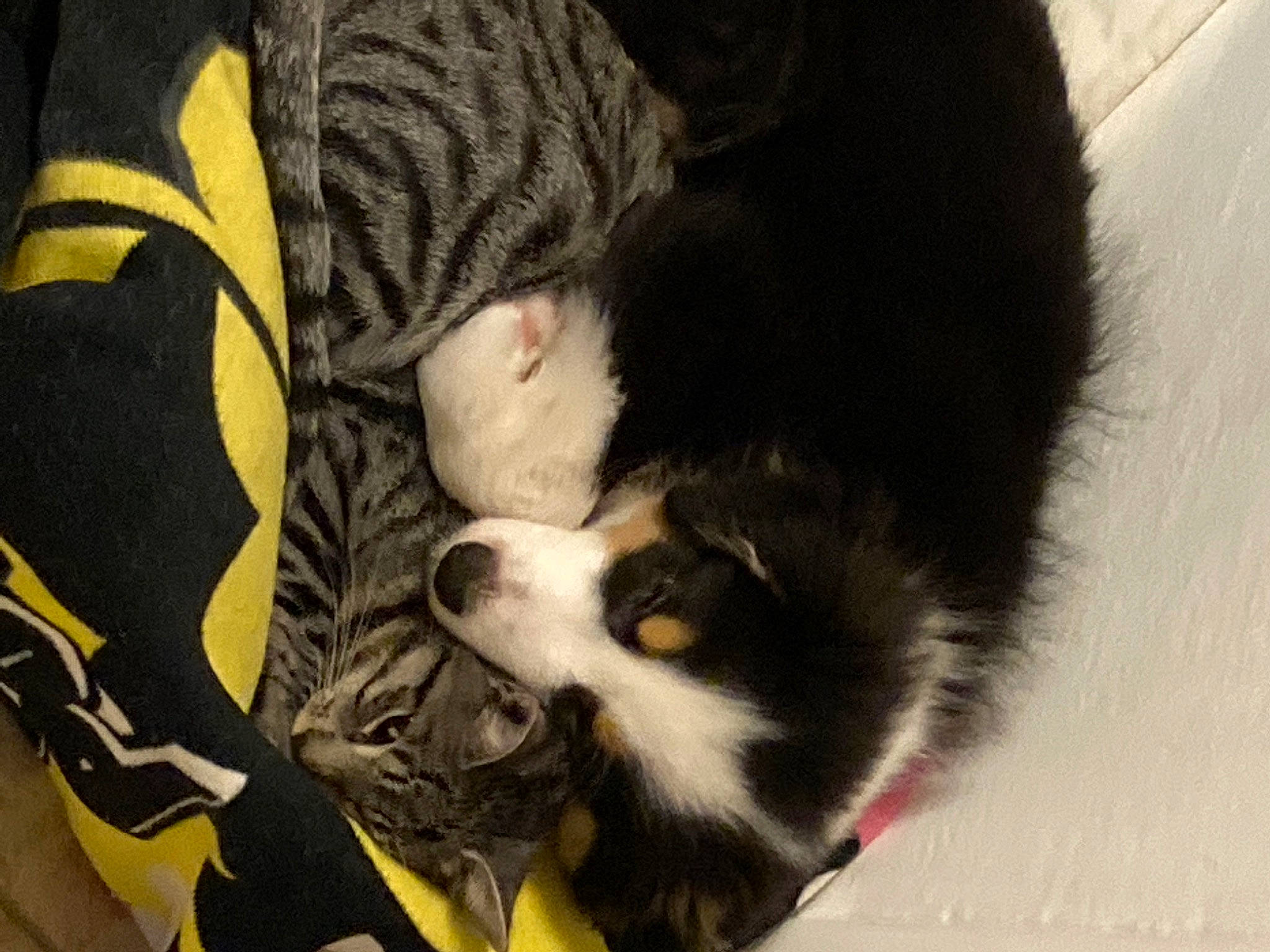 Diva participe au concours pour gagner de l'argent avec cette photo : bag, canidae, carnivore, cat, claw, comfort, companion_dog, dog_breed, domestic_short_haired_cat, felidae, foot, fur, paw, puppy, small_to_medium_sized_cats, snout, sporting_group, tail, terrestrial_animal, whiskers