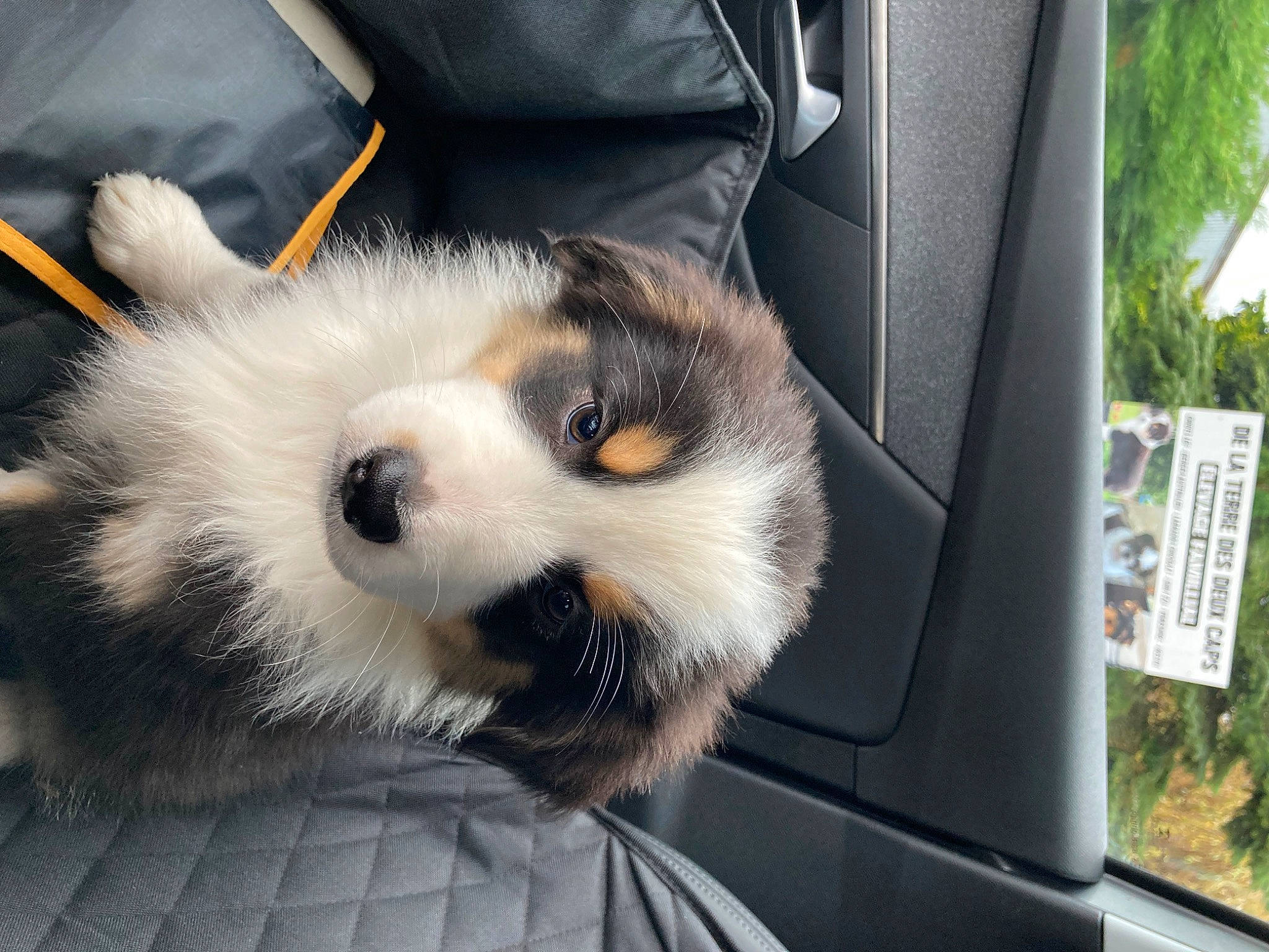 Diva a rejoint le concours — aidez-le/la à gagner de superbes lots ! automotive_exterior, automotive_tire, carnivore, companion_dog, dog, dog_breed, fawn, felidae, fur, hood, motor_vehicle, panda, plant, rim, snout, terrestrial_animal, tire, vehicle_door, wheel, whiskers