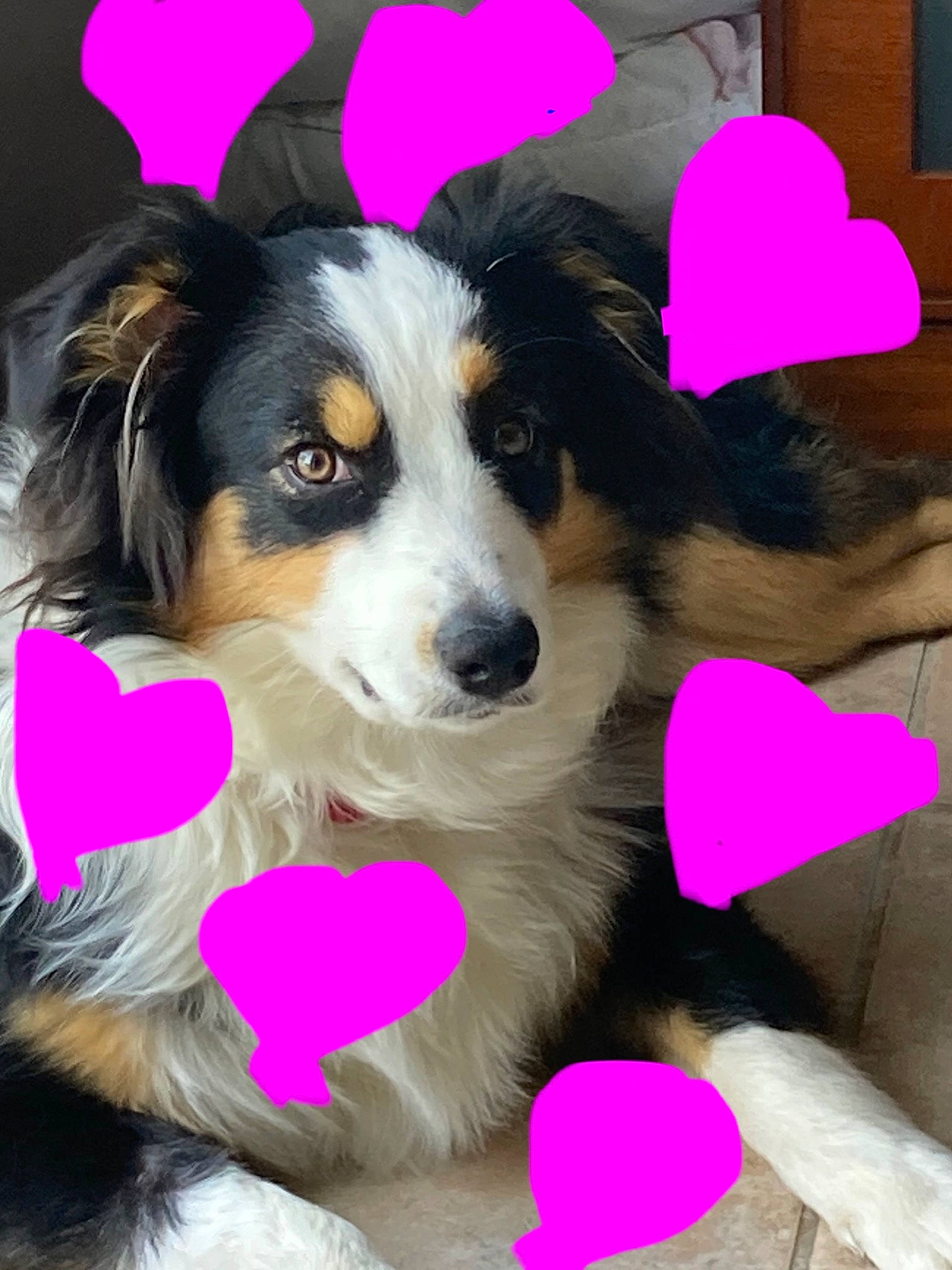 Diva participe au concours pour gagner de l'argent avec cette photo : carnivore, companion_dog, dog, dog_breed, dog_supply, fur, herding_dog, magenta, mammal, pet_supply, pink, sporting_group, vertebrate, working_animal, working_dog