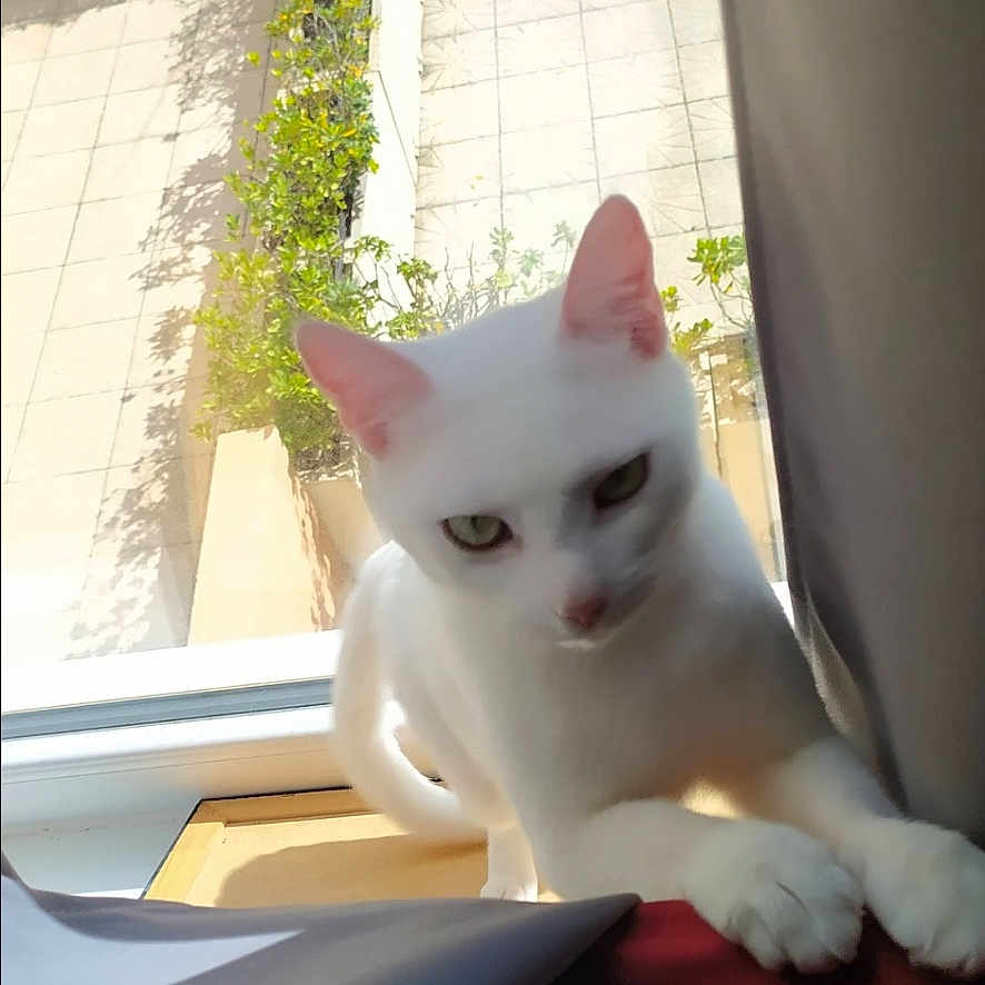 Bébé