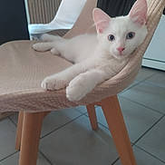 Milo a rejoint le concours — aidez-le/la à gagner de superbes lots ! animal, blue_eyes, cat, chair, curious, cushion, cute, domestic, floor_tiles, furniture, indoor, kitten, paws, pet, pink_nose, relaxed, resting, white_cat, wooden_legs, young_cat