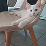 animal, blue_eyes, cat, chair, curious, cushion, cute, domestic, floor_tiles, furniture, indoor, kitten, paws, pet, pink_nose, relaxed, resting, white_cat, wooden_legs, young_cat