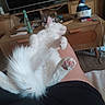 Milo participe au concours pour gagner de l'argent avec cette photo : animal, cabinet, cat, cozy, cute, domestic, fluffy, furniture, home, household_items, indoor, lap, pet, pink_paw_pads, relaxed, resting, sleepy, soft, tv, white_cat