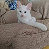 kitten, white_cat, pet, animal, feline, cute, indoor, blanket, soft, cozy, relaxed, paw, ears, fur, looking, curious, home, comfortable, resting, closeup
