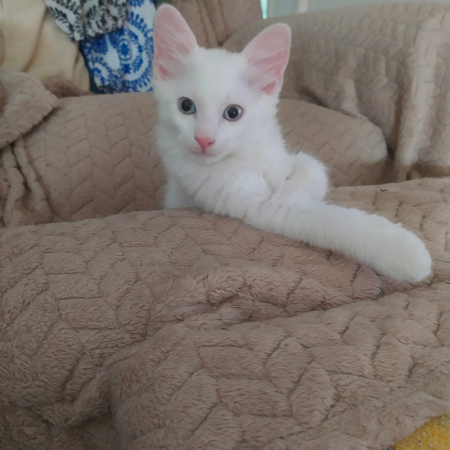 Milo