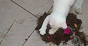 Milo participe au concours pour gagner de l'argent avec cette photo : animal, cleaning, curious, cute, dirt, exploration, feline, flower_petals, ground, kitten, mess, nature, outdoor, paw, pet, playful, small_pet, tile_floor, white_cat, young_cat