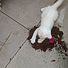 animal, cleaning, curious, cute, dirt, exploration, feline, flower_petals, ground, kitten, mess, nature, outdoor, paw, pet, playful, small_pet, tile_floor, white_cat, young_cat
