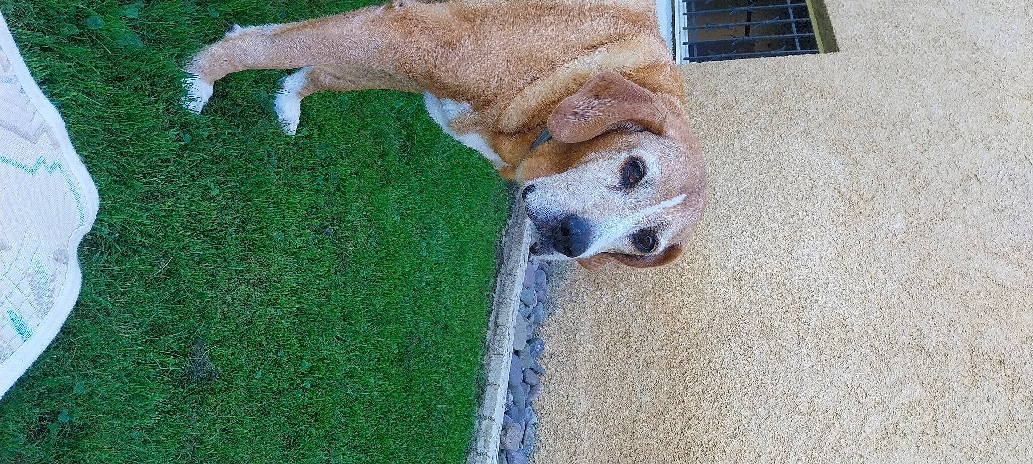 Lupin participe au concours pour gagner de l'argent avec cette photo : ball, canidae, carnivore, collar, companion_dog, dog, dog_breed, dog_collar, dog_supply, fawn, flooring, grass, paw, pet_supply, plant, puppy, sporting_group, tail, whiskers, wood