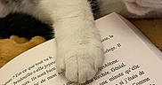 Boomtyz participe au concours pour gagner de l'argent avec cette photo : cat, paw, book, reading, closeup, animal, feline, black_and_white, resting, indoor, text, literature, calm, cozy, whiskers, pet, sleepy, curious, page, domestic