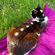 Boomtyz a rejoint le concours — aidez-le/la à gagner de superbes lots ! cat, animal, outdoor, grass, flower, daisy, purple_blanket, relaxing, pet, fur, nature, sunlight, resting, cute, domestic_animal, mammal, garden, fluffy, white, black