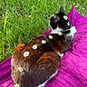 cat, animal, outdoor, grass, flower, daisy, purple_blanket, relaxing, pet, fur, nature, sunlight, resting, cute, domestic_animal, mammal, garden, fluffy, white, black