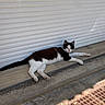 cat, black_and_white, lounging, outdoor, concrete, step, wall, sunlight, shadow, relaxed, animal, pet, feline, resting, side_view, nature, greenery, grate, daylight, quiet