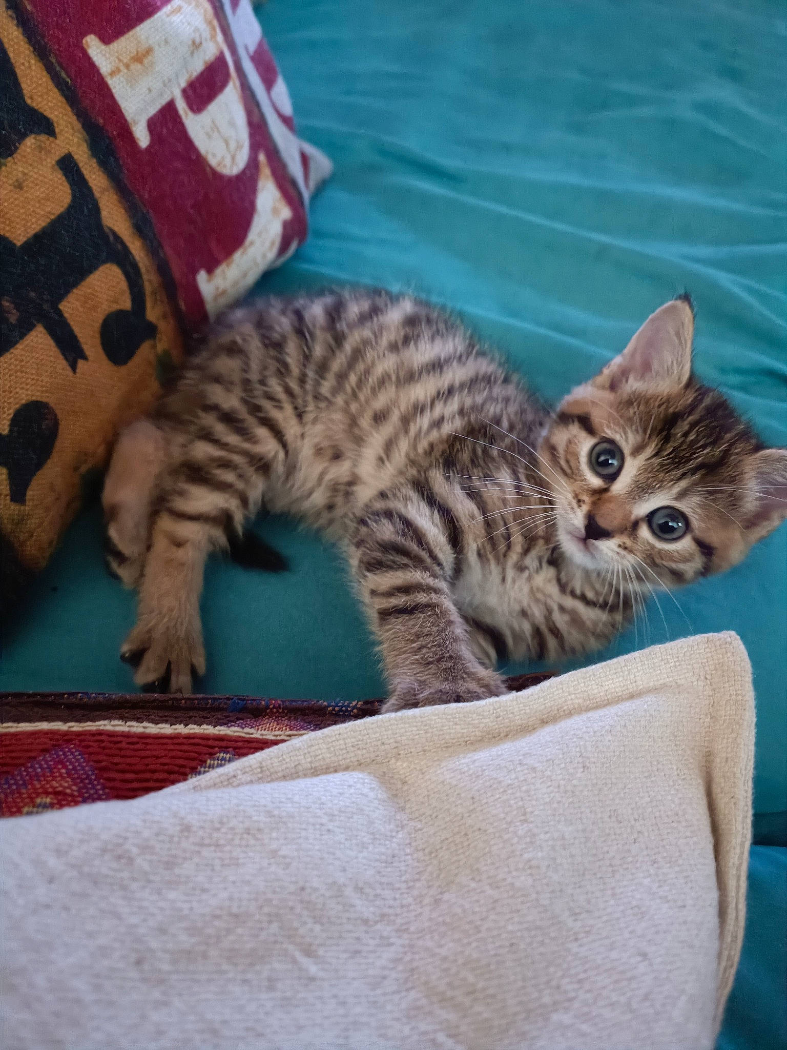 Punkie participe au concours pour gagner de l'argent avec cette photo : carnivore, cat, cat_bed, cat_furniture, cat_supply, comfort, couch, domestic_short_haired_cat, fawn, felidae, fur, linens, mammal, nap, paw, small_to_medium_sized_cats, snout, tail, terrestrial_animal, whiskers