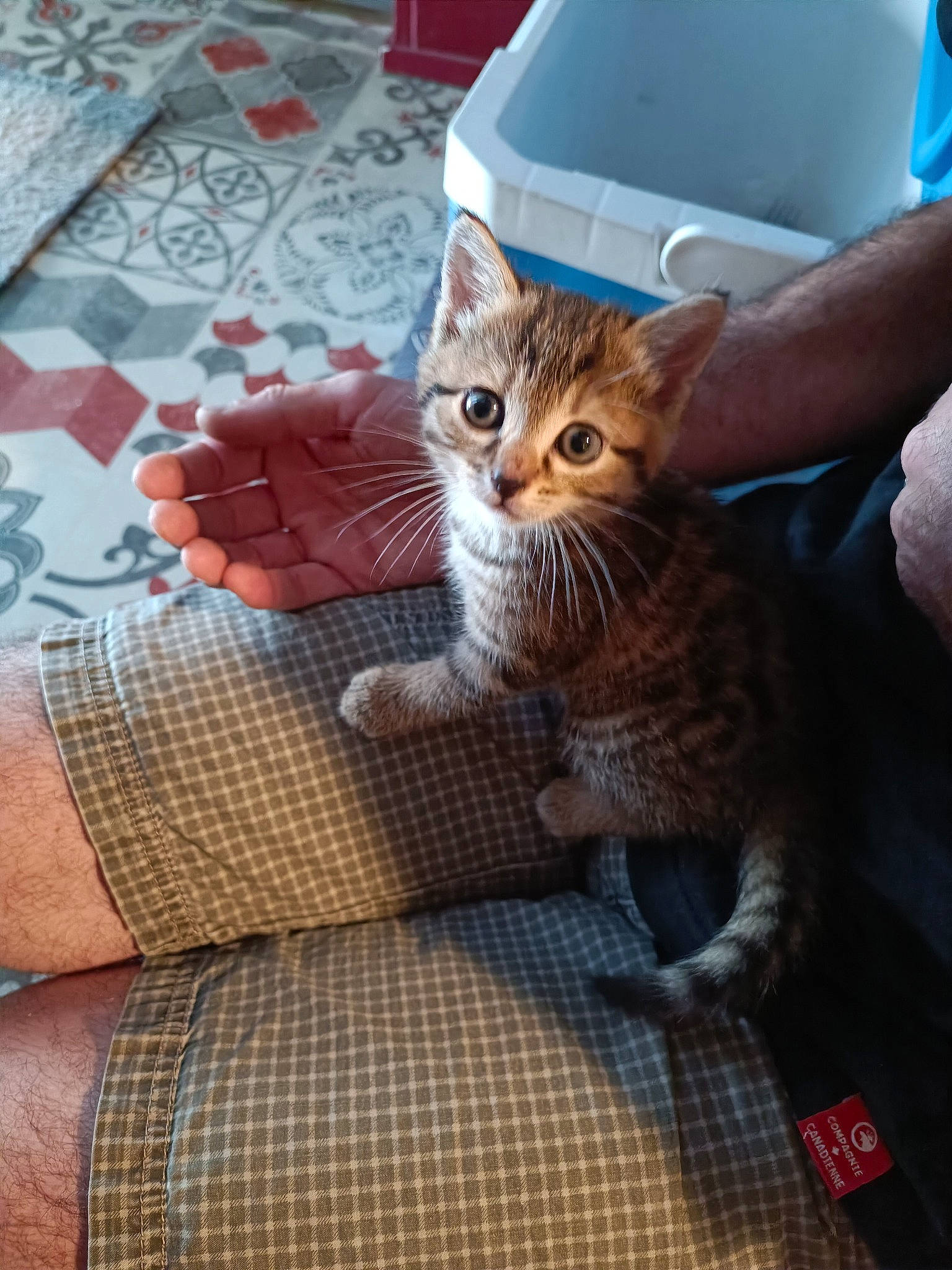 Punkie participe au concours pour gagner de l'argent avec cette photo : carnivore, cat, cat_supply, claw, comfort, domestic_short_haired_cat, fawn, felidae, foot, fur, gesture, hand, human_leg, nail, pattern, sitting, small_to_medium_sized_cats, tail, textile, whiskers