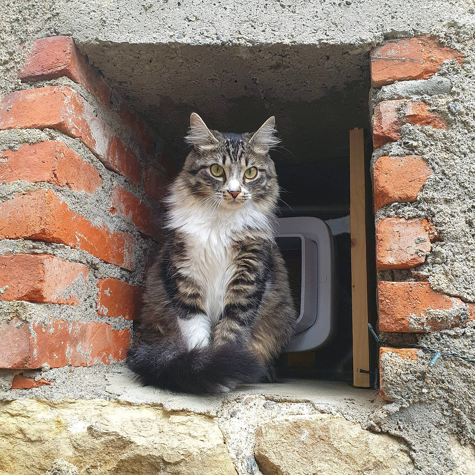 Pixie a rejoint le concours — aidez-le/la à gagner de superbes lots ! brick, brickwork, carnivore, cat, cobblestone, domestic_short_haired_cat, door, facade, felidae, fur, grey, road_surface, sitting, small_to_medium_sized_cats, snout, tail, terrestrial_animal, whiskers, window, wood