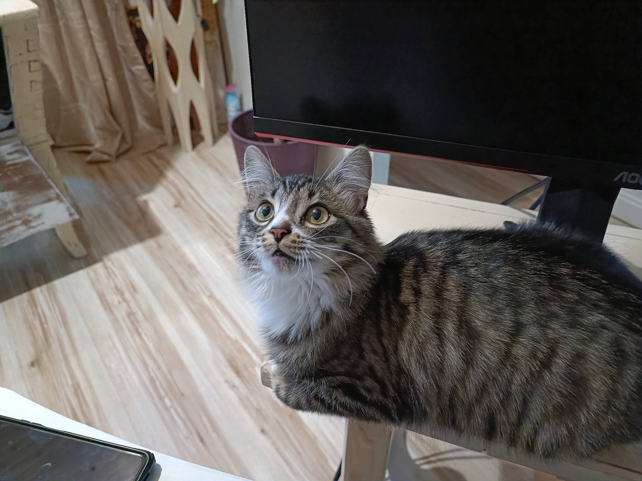 Pixie a rejoint le concours — aidez-le/la à gagner de superbes lots ! carnivore, cat, comfort, curtain, domestic_short_haired_cat, door, drawer, felidae, flooring, fur, grey, hardwood, room, small_to_medium_sized_cats, snout, tail, terrestrial_animal, whiskers, window, wood