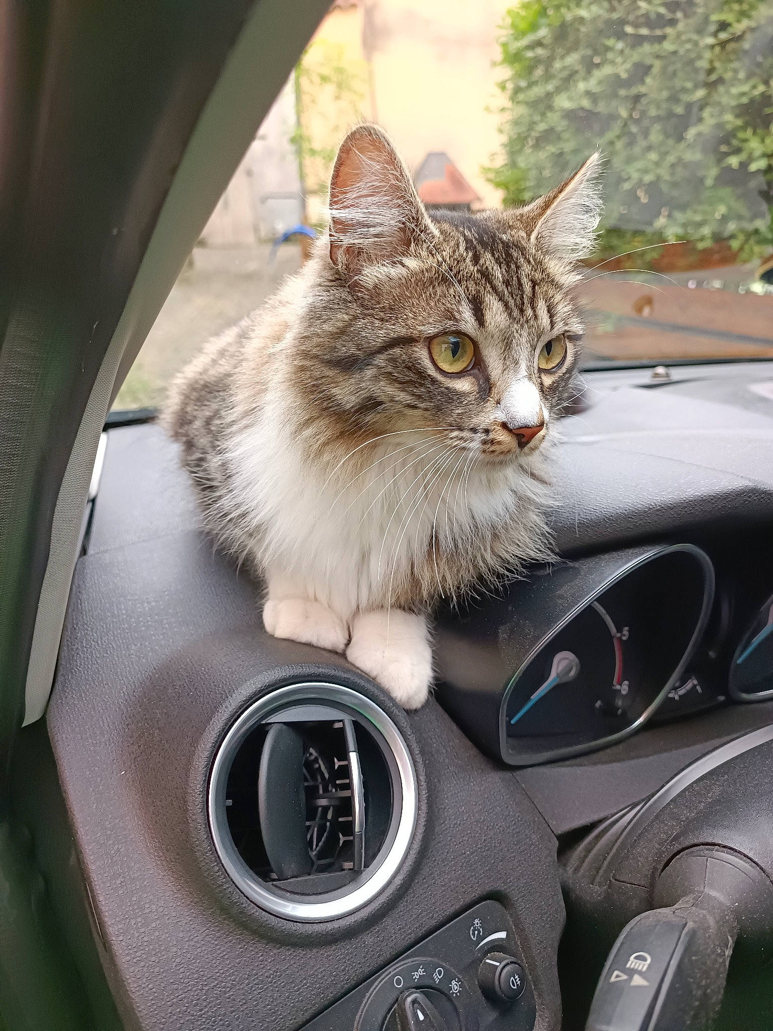 Pixie participe au concours pour gagner de l'argent avec cette photo : auto_part, automotive_design, automotive_exterior, automotive_lighting, automotive_mirror, automotive_tire, car, carnivore, cat, felidae, mode_of_transport, motor_vehicle, parking, personal_luxury_car, plant, small_to_medium_sized_cats, vehicle, vehicle_door, whiskers, window
