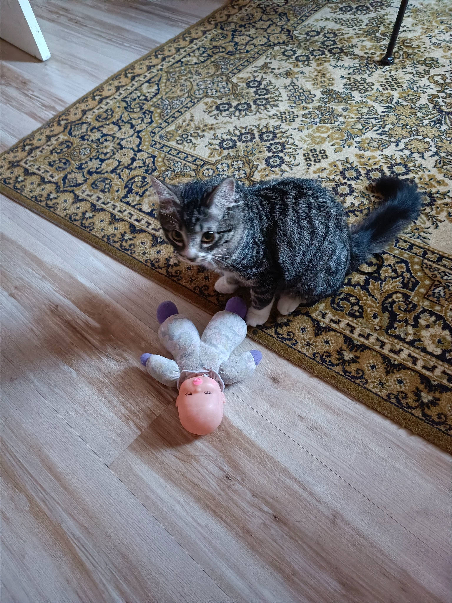 Pixie a rejoint le concours — aidez-le/la à gagner de superbes lots ! carnivore, cat, comfort, fawn, felidae, floor, flooring, fur, grey, hardwood, laminate_flooring, pattern, paw, small_to_medium_sized_cats, snout, tail, whiskers, wood, wood_flooring, wood_stain