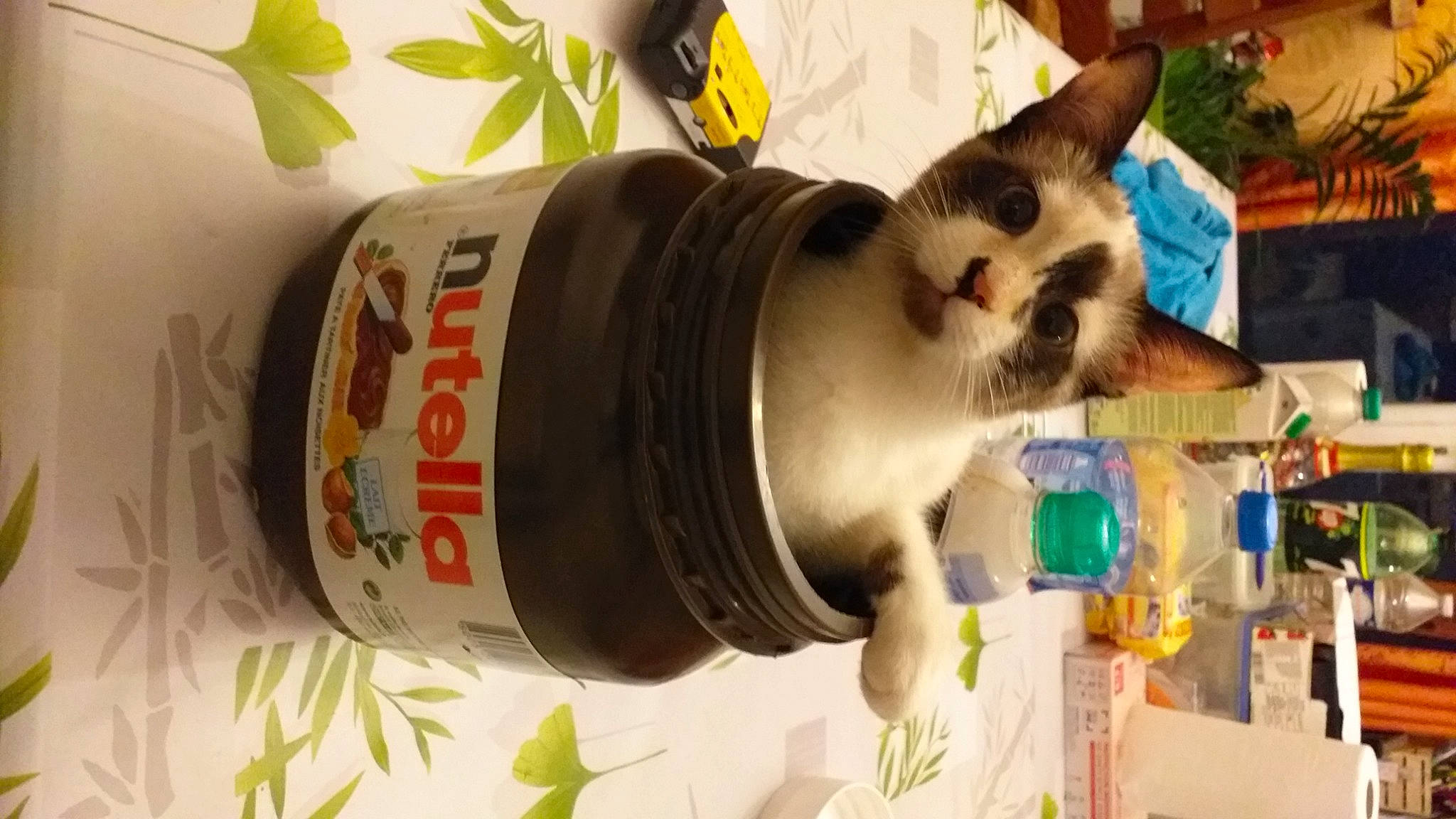 Shanelle a rejoint le concours — aidez-le/la à gagner de superbes lots ! alcohol, bottle, carnivore, cat, cat_supply, distilled_beverage, domestic_short_haired_cat, drink, felidae, fluid, fur, kitchen_appliance, liqueur, pet_supply, plant, plastic_bottle, small_to_medium_sized_cats, tail, water, whiskers