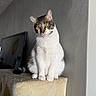 Moon is registered to the contest to win money with this photo: alert, animal, cat, cat_tree, closeup, fluffy, framed_picture, gray_wall, home, indoor, natural_light, pet, portrait, scratching_post, sitting, striped_fur, tabby_cat, whiskers, white_fur, yellow_eyes