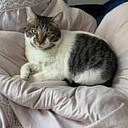 Moon is registered to the contest to win money with this photo: animal, bed, bedding, bedroom, cat, ears, feline, fur, green_eyes, indoor, lying_down, paws, pet, pink_blanket, portrait, relaxed, striped_fur, tabby, whiskers, white_cat
